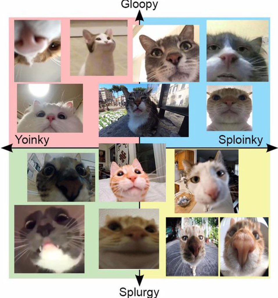 cats with powerful aura tweet media
