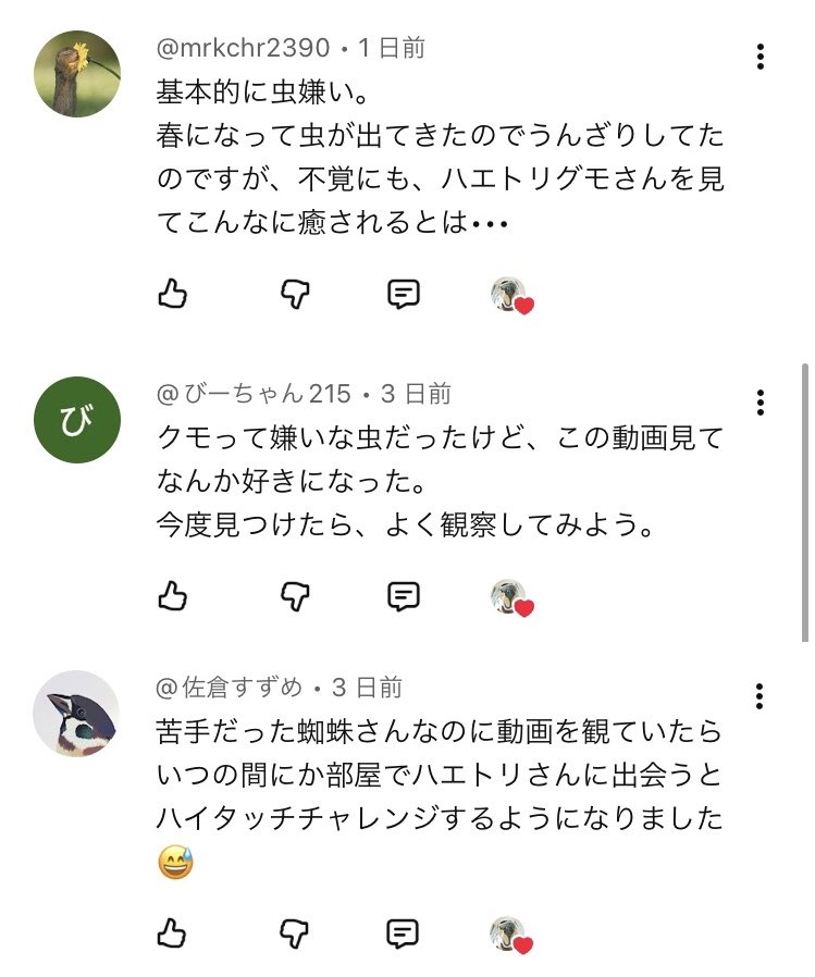 ハエトリグモちゃん tweet media