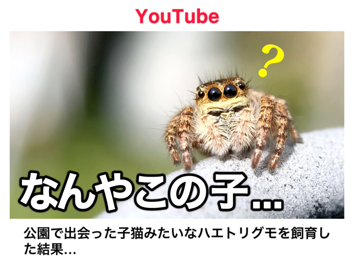 ハエトリグモちゃん tweet media