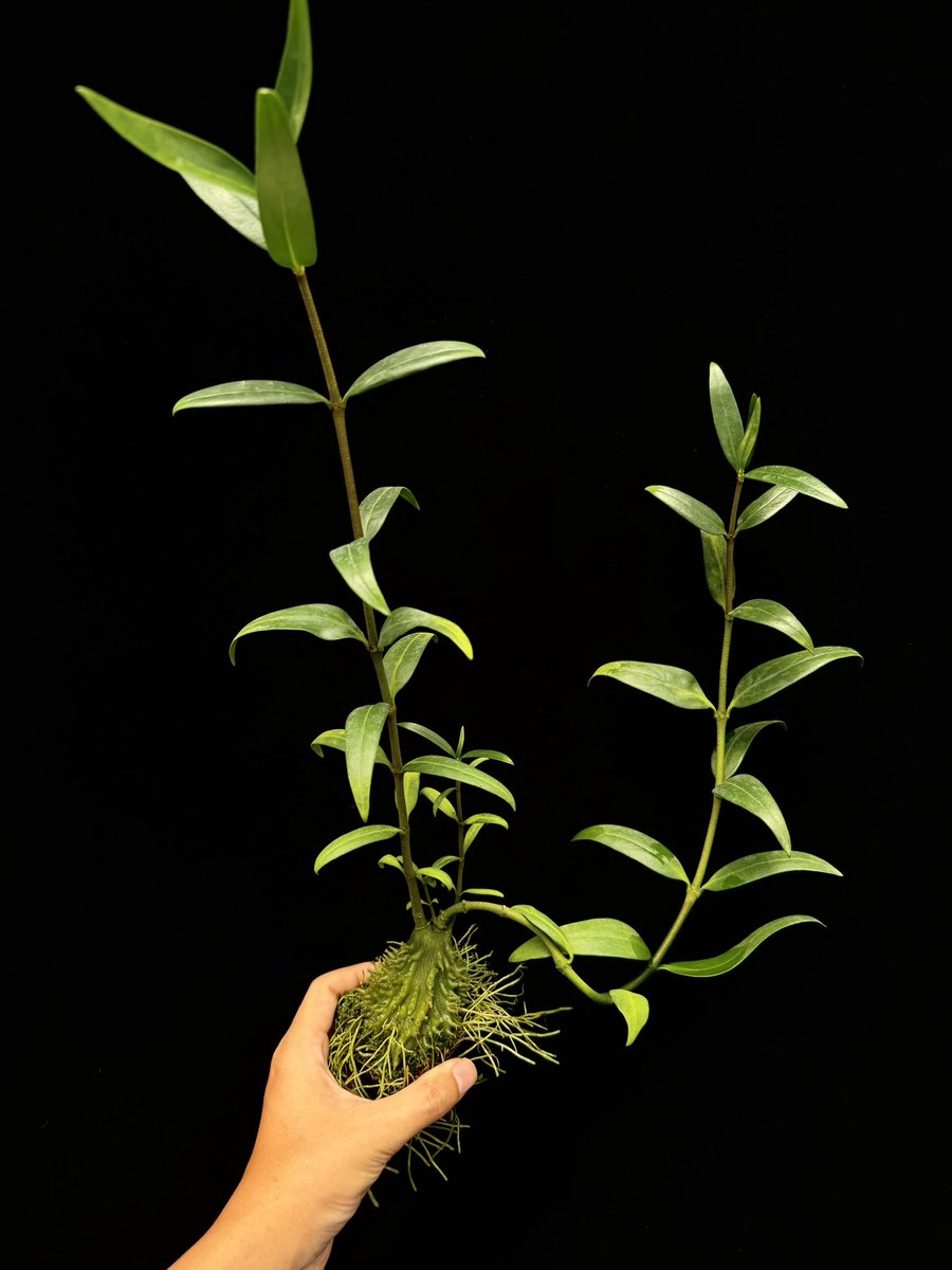 Hydnophytum cf. ramispinum 塊茎の隆起がまるでゴジラの背びれのような素晴らしいヒドノ。 実生株は形良く育てられますが ...