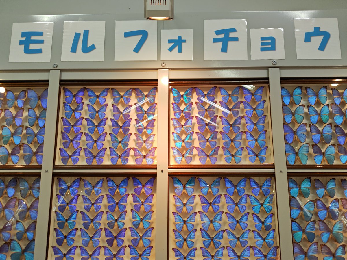EIL_LF's tweet photo. オレ、帰ったら強化カードデッキにモルフォチョウを入れるんだ… https://t.co/2ucY6CYl1z