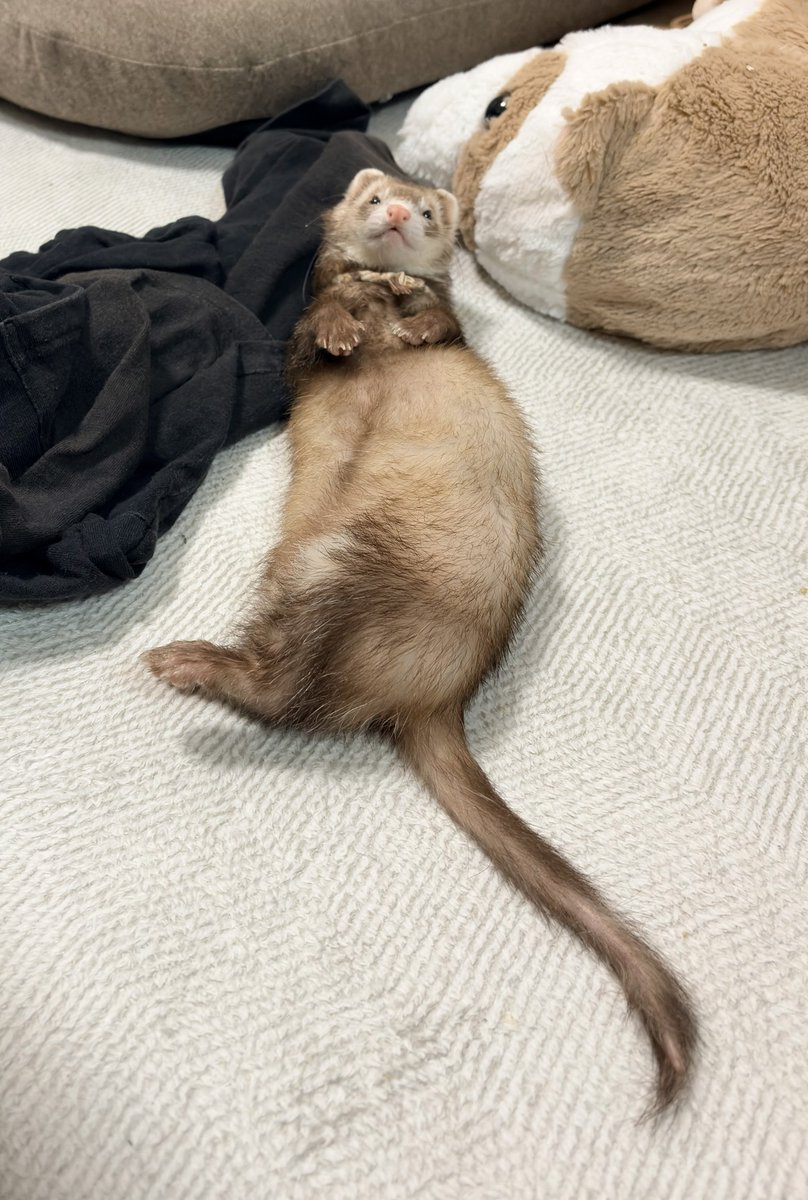 フェレットのちゃーちゃん🦦 tweet media