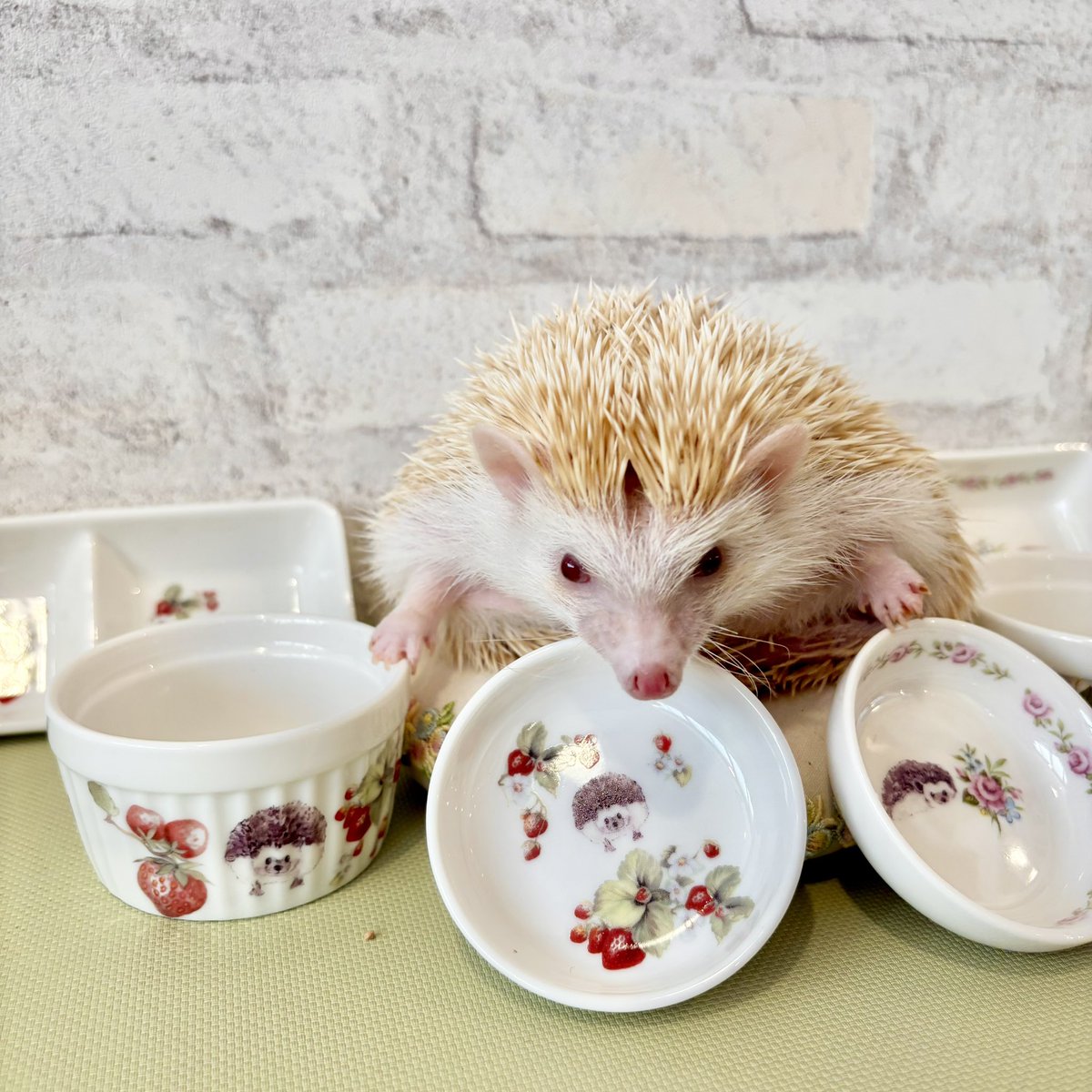 ハリネズミ専門カフェ HARRY WOOD(ハリーウッド) 名古屋栄店 tweet media