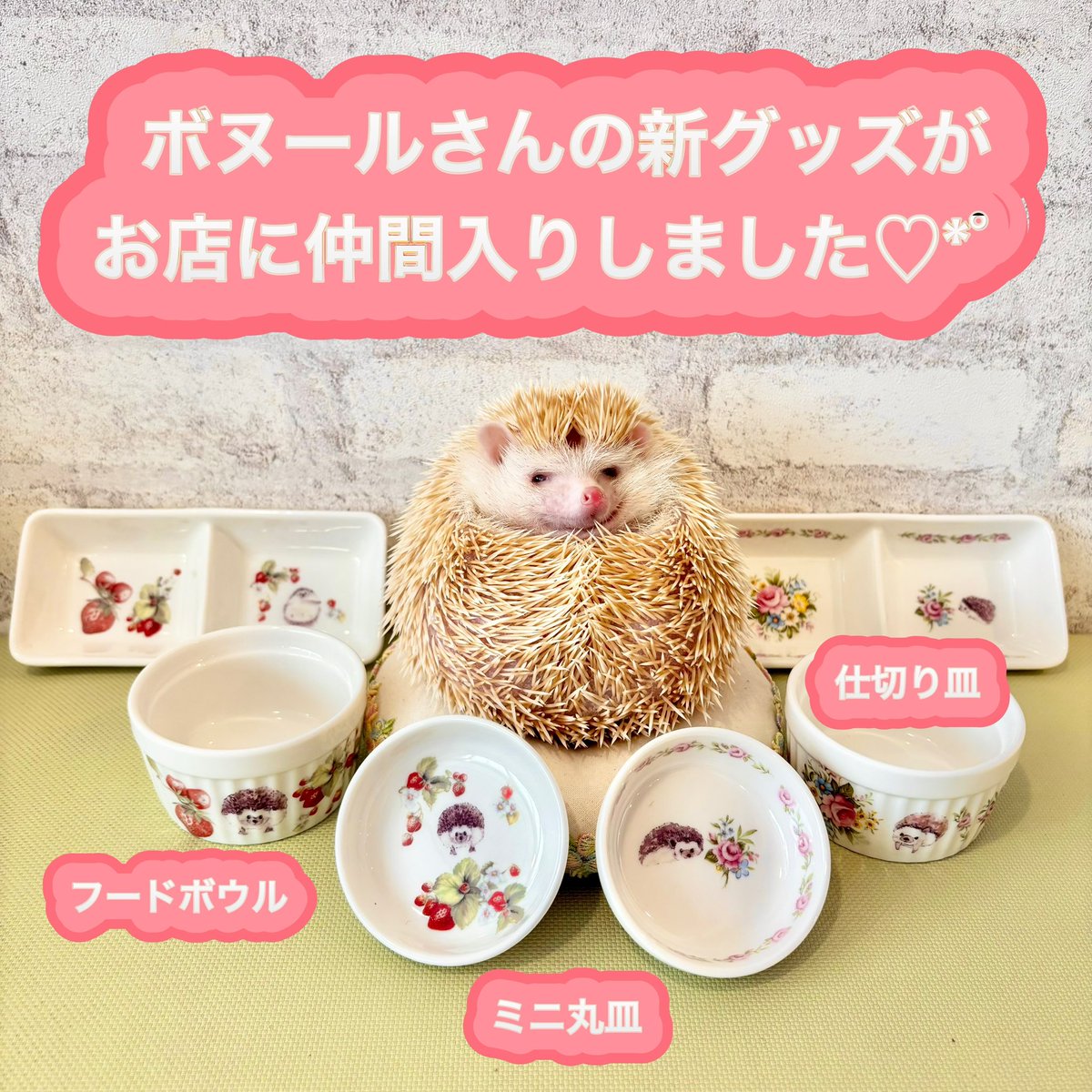 ハリネズミ専門カフェ HARRY WOOD(ハリーウッド) 名古屋栄店 tweet media
