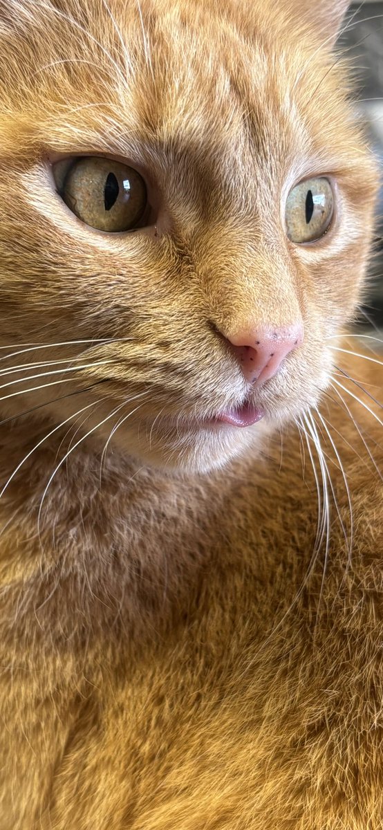 TorqueMistress's tweet photo. This is my orange cat. Her name is Orangie. She is requesting the braincell please, she is completely blank. https://t.co/GkvcLDCGk2