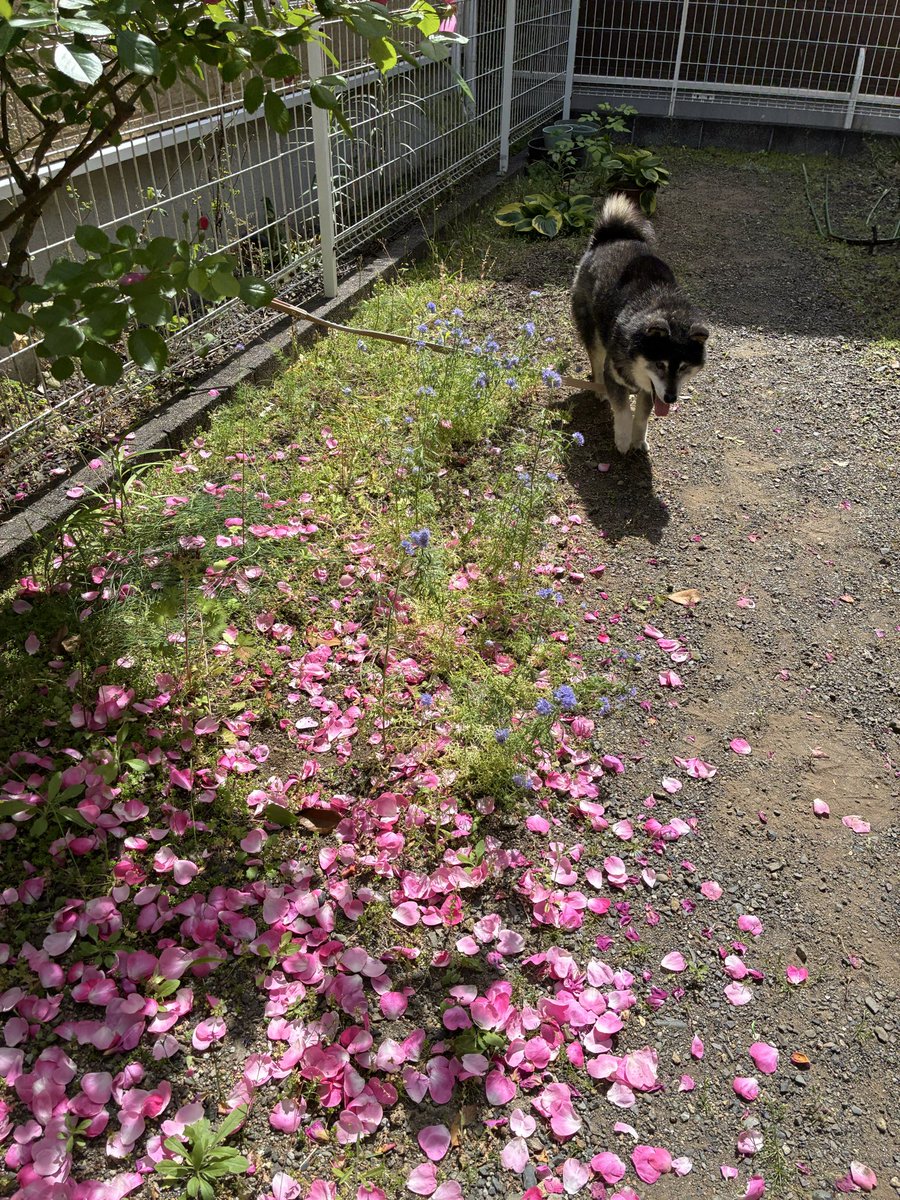 nikimama6's tweet photo. 🐶フラワーシャワーもやられたよ！
2026 5. 13  裏庭のバラまつり💖
ニキさん可愛いリード裏っ返しだけ〜ど😆🐶💞

#柴犬大好き　#かわいい　
#バラ　#アンジェラ　#柴犬のいる暮らし
#柴犬モデル👓  #UVカットレンズ https://t.co/UC5aM39qxC