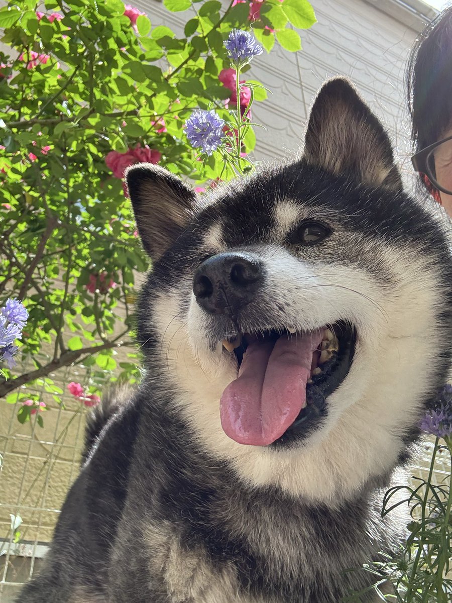 nikimama6's tweet photo. 🐶フラワーシャワーもやられたよ！
2026 5. 13  裏庭のバラまつり💖
ニキさん可愛いリード裏っ返しだけ〜ど😆🐶💞

#柴犬大好き　#かわいい　
#バラ　#アンジェラ　#柴犬のいる暮らし
#柴犬モデル👓  #UVカットレンズ https://t.co/UC5aM39qxC