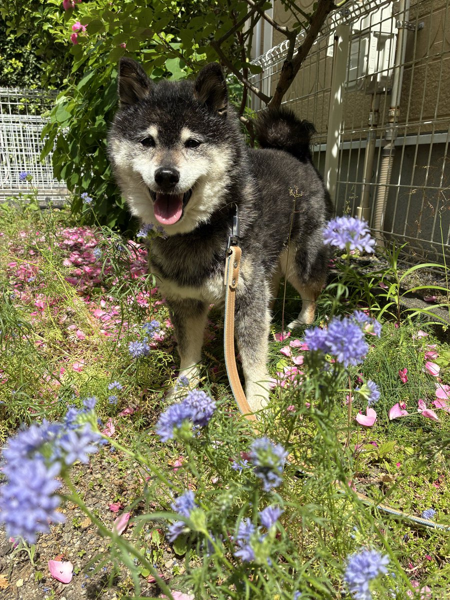nikimama6's tweet photo. 🐶フラワーシャワーもやられたよ！
2026 5. 13  裏庭のバラまつり💖
ニキさん可愛いリード裏っ返しだけ〜ど😆🐶💞

#柴犬大好き　#かわいい　
#バラ　#アンジェラ　#柴犬のいる暮らし
#柴犬モデル👓  #UVカットレンズ https://t.co/UC5aM39qxC