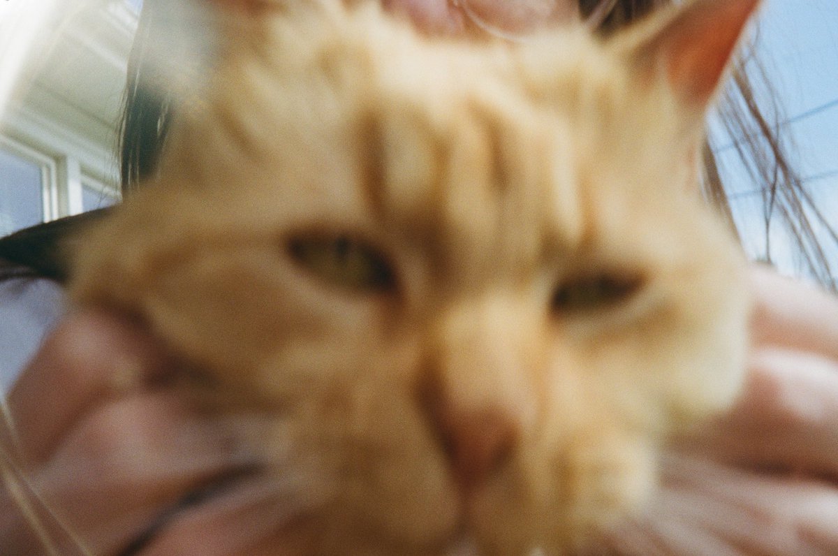 hausofqueer's tweet photo. new addition to the cat pic collection, the neighborhood cat we call cheeto :3 https://t.co/DEl3PDr9RZ