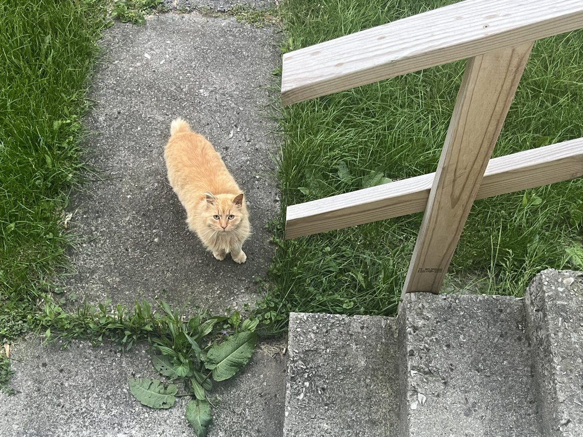 hausofqueer's tweet photo. new addition to the cat pic collection, the neighborhood cat we call cheeto :3 https://t.co/DEl3PDr9RZ