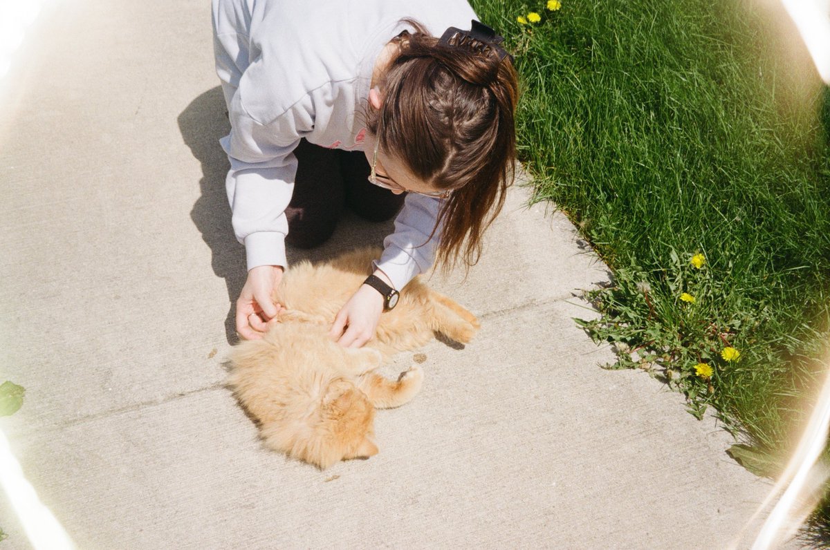 hausofqueer's tweet photo. new addition to the cat pic collection, the neighborhood cat we call cheeto :3 https://t.co/DEl3PDr9RZ