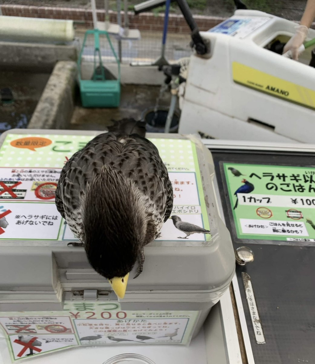 墓の上のファラオ tweet media