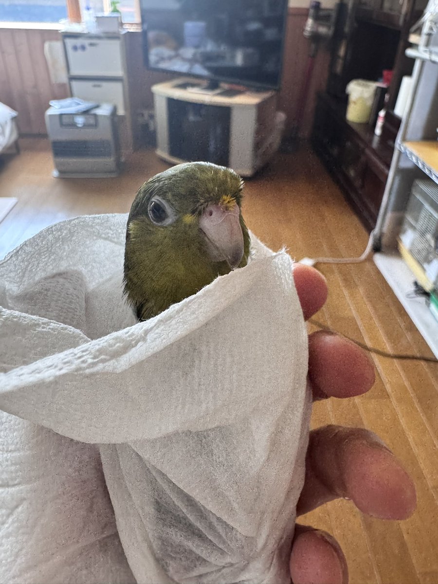 はるか tweet media