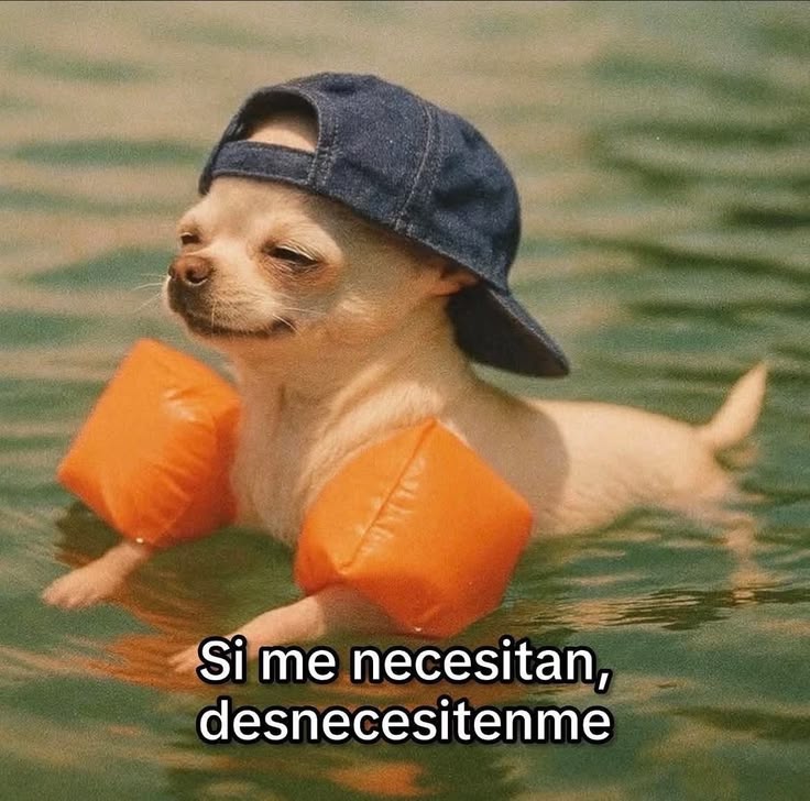 Dulce María Quintero tweet media