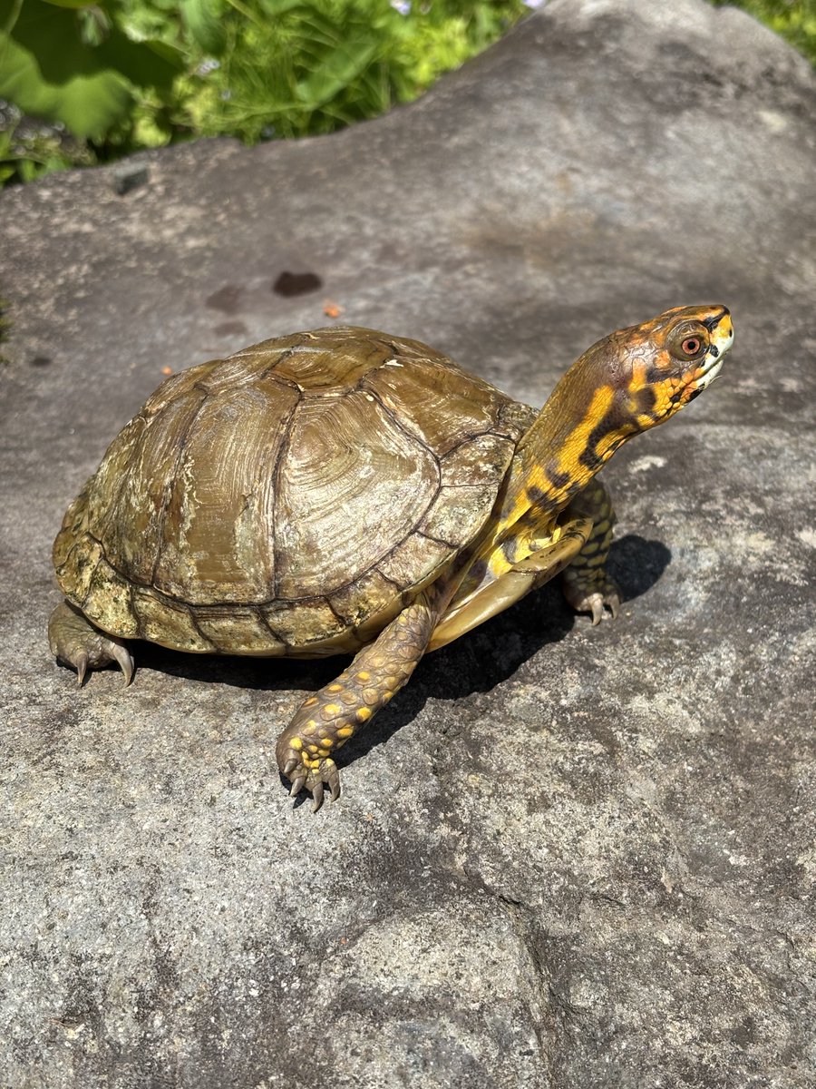 herpstate's tweet photo. うちの種親のミツユビハコガメ♂
黄色い頭、前足、無地の甲羅、ホワイトリップ。
ド派手な感じではないですがけっこう個性的だと思っています。
小さい頃は体色のとても薄い色白な個体でした。 https://t.co/9u4j7xcVON