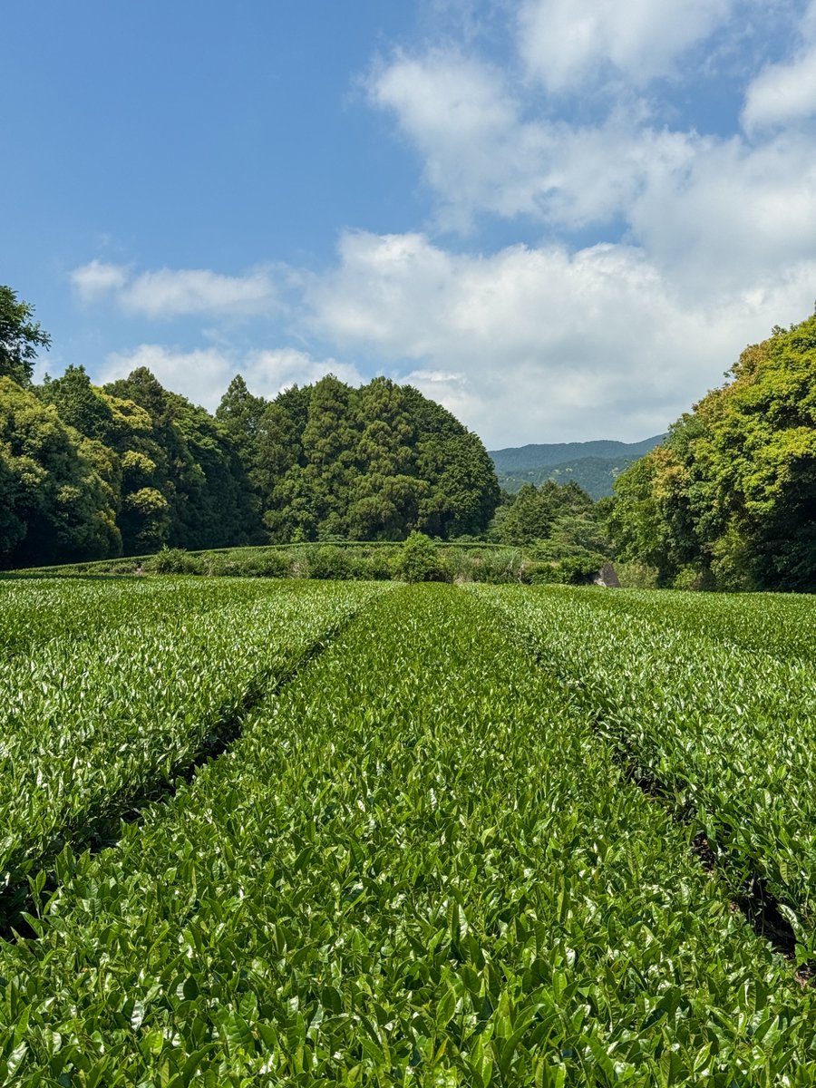 RYO_ReaL's tweet photo. 【お茶摘みで実験〜400年前の青茶と白茶を再現〜】
静岡県富士市にある、五代目 本多茂兵衛さんの茶畑でお茶を摘み、加工までを体験させていただきました。

お稽古場の皆さんと総勢30名近くで参加しました。

今回はお茶を摘み、茶葉を蒸して、乾燥させて、最後は石臼をひいて、抹茶をシャカシャカ点てられるところまで体験しました。

今回のテーマは、400年前の青茶と白茶を再現。

お茶の名前に、「◯◯の白（しろ）」という名前がつけられていることが多いです。

めっちゃ緑なのに、なんで白やねん、と長年思っていました。

あるときお稽古場で、3年前に開封されたお茶を見せていただきました。

なんと白でした。お線香が灰になった後のような白さでした。これは緑のお茶が発酵して、白くなったのです。

ちなみに、お茶の発酵は、微生物の発酵ではなく、酸化したことを発酵といいます

緑のお茶が発酵、つまり酸化して、白くなりました。

「◯◯の白」と名前がつけられる背景には納得しました。

これが白茶です。

対して、青茶というものを初めて知りました。

これは、白くならずに青いまま、つまり緑が保たれるのです。

この青茶は400年前、古田織部さんが将軍家の御茶吟味役をつとめていたとき、つくられたという製法です。

私は、岐阜県多治見市で育ちました。

美濃焼、織部焼で有名な地元なので、小学生の頃から、学級文庫には必ず古田織部さんの伝記マンガがあり、ケーブルテレビはおりべチャネル、おりべストリートを何度も自転車で通りました。親しみのある織部さんです。

古田織部さんは香りよりも、色を重視して、青茶をつくったそうです。いかにも、織部さんらしいです。

青茶と白茶の製法の違いは、シンプルに茹でるか蒸すか。

白茶ー蒸すー香りー発酵するー白くなる
青茶ー煮るー色ーー発酵止まるー緑を保つ

という比較です。

というわけで今回は、機械を使わずに、手作業で白茶と青茶をつくることに取り組みました。

茶壺に入れたお茶たちが、半年後、本当に白くなっているのか、緑が保たれているのか、またその香りや味わいがどうなっているのか、とても楽しみです。

手作業では全然葉っぱが乾かず、一枚一枚広げて、ひっくり返してを繰り返すのは、本当に手間暇のかかる工程でした。

当時はお茶をつくるのも限られた特権を持つ人々だけでした。
一般人がお抹茶をいただけるのは、自由化や機械化のおかげだなと実感しました。

お茶の有り難みを感じました。

最後にいくつか印象に残っている五代目本多さんのお話を紹介します。

本多さんは、100種類のお茶をつくれば、どんな人にもどれかは気に入ってもらえる、という想いから、たくさんの種類のお茶をつくってらっしゃいます。

もちろん人によって、お茶の好みはありますが、体調によっても、朝飲むのか、昼飲むのかによっても、どんなお茶が合うかは千差万別。

そして、新しい種類を生み出すためには、たくさんの失敗を繰り返すしかないそうです。

ここからは私の感想です。

一般的には、だいたいの人に好かれる少ない種類を効率化してたくさんつくった方が、利益は出やすそうな気がします。

しかし、豊かなのは、いろんな種類をそのときどきに合わせて、いただけることだなと思いました。

また、「抹茶をつくるのは環境負荷が高い」という話も印象的でした。

水やガス、重油、電気などの各種インフラやエネルギーがあるおかげで、機械を動かし、蒸したり、乾燥させたり、お茶をひくことができます。

日本のインフラ環境やエネルギー問題と密接につながっていたことに気付かされました。

なんとなく配送コストも上がるよな、くらいにしか想像が及んでいなかったことを反省しました。

というわけで、総じてめちゃくちゃ楽しかったのですが、
お茶の有り難みを再認識する時間となりました。

企画して下さった武井先生、お稽古場の皆様、ご一緒した皆さん、ありがとうございました。

秋の楽しみができました。

#本田茂兵衛
#青茶
#白茶
#茶摘み
#碾茶