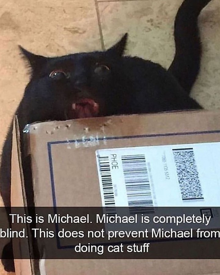Punch Cat tweet media