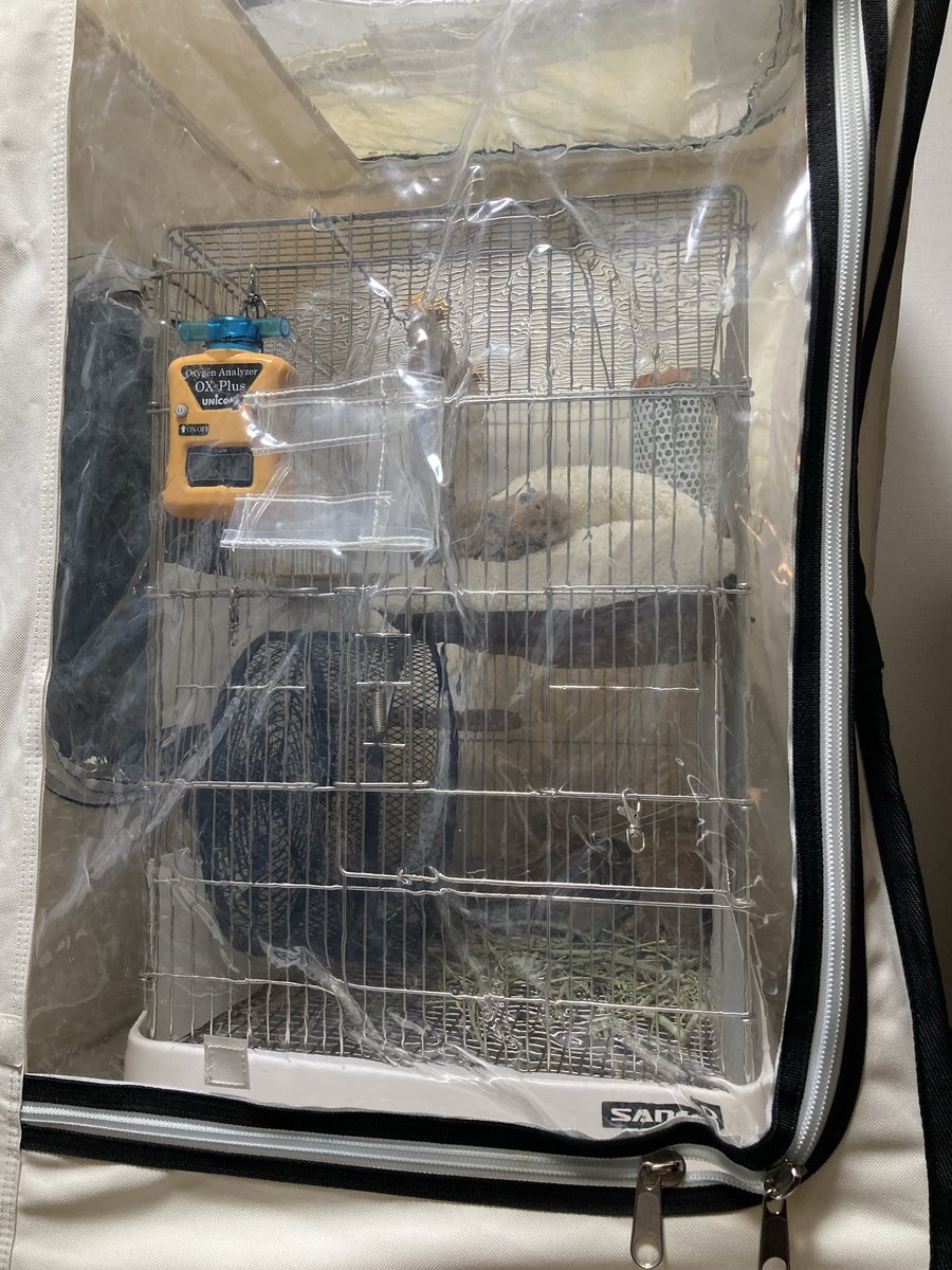 degu_mimosa's tweet photo. ミモザさん、昨日朝からまた鼻のプスプス音がするように。

症状が強い時は、夜間も3-4時間おきに起きて少量ずつ(※１日の規定量を超えないよう)ネブライザーをしているが、２日連続で症状が続いてるので、今朝から酸素室を設置

症状が出だしても、酸素室にいるときは表情が少し穏やかめに見える… https://t.co/LE8erzV7jw