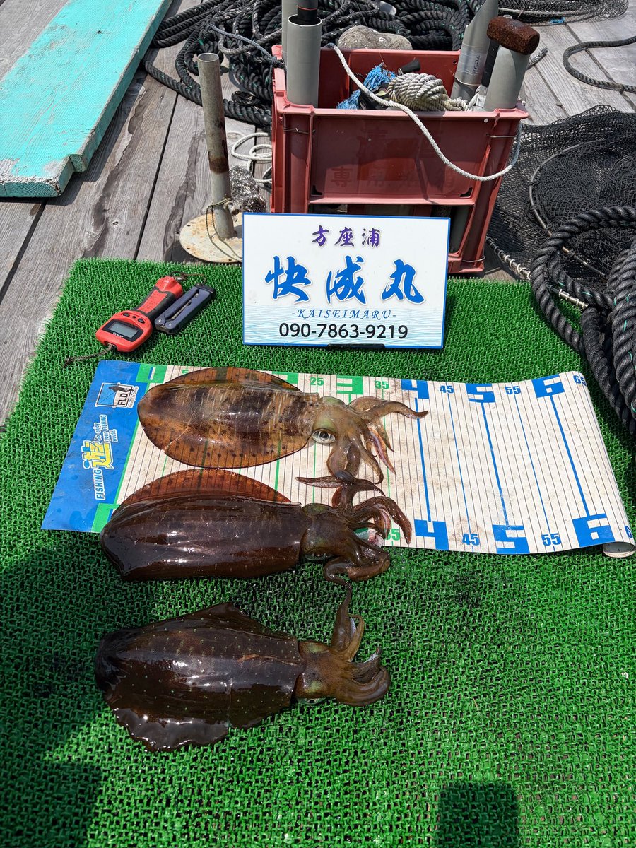 V0Vwx's tweet photo. 5月15日は釣ったイカ🦑🦑🦑を捌く配信でした。ライブ配信でバッサバッサとコメントを捌くように手際よし👏👏👏。２枚目画像で持ってるのは大トロって部位なんだって！美味しいらしい😋
#ホリポン
#TikTokライブ https://t.co/YVvZ5EaPBc