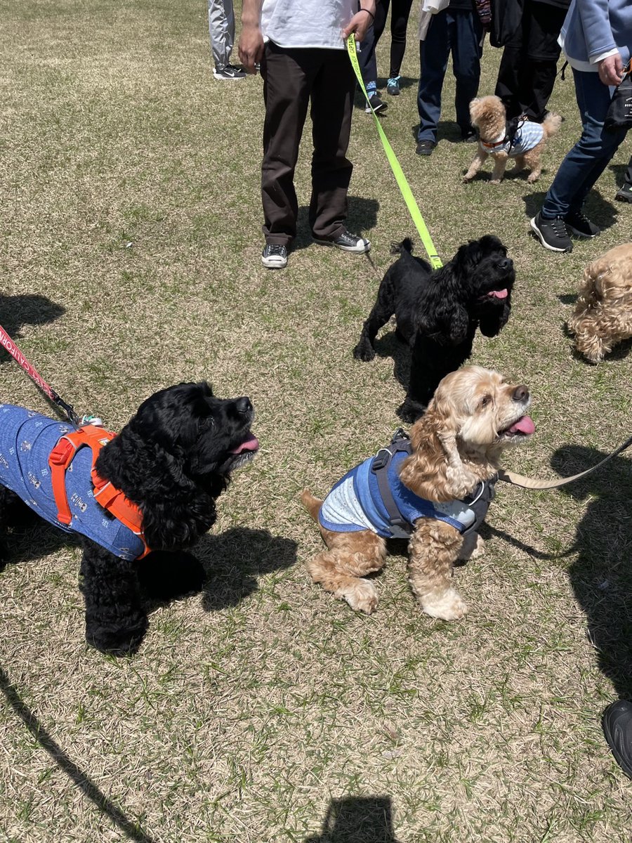 IwakiSc's tweet photo. 5/17(日)天気：晴・気温：21℃
＃DOGFESIWAKI2026 開催中🐕🐩
朝から多くの ＃来場犬 で賑わいをみせています。
暑い陽気で半袖で過ごせる気候ですが、こまめに水分補給を行いながら、暑さに負けずに、午後の部を楽しんでいただければ幸いです。🌞 https://t.co/wRGMqdp9rF