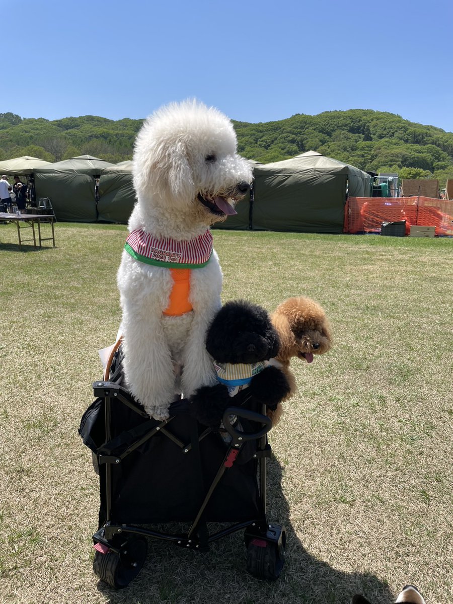 IwakiSc's tweet photo. 5/17(日)天気：晴・気温：21℃
＃DOGFESIWAKI2026 開催中🐕🐩
朝から多くの ＃来場犬 で賑わいをみせています。
暑い陽気で半袖で過ごせる気候ですが、こまめに水分補給を行いながら、暑さに負けずに、午後の部を楽しんでいただければ幸いです。🌞 https://t.co/wRGMqdp9rF