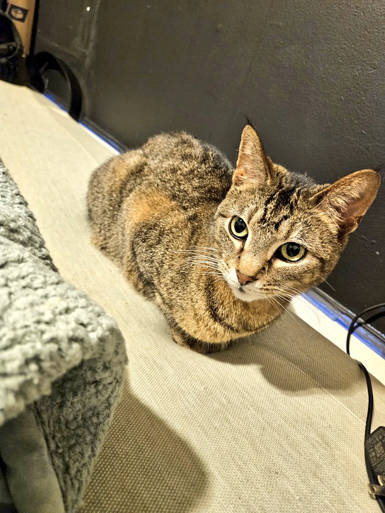 justnurdeee's tweet photo. Why is it when I go to shower it sounds like resident evil is breaking out in my house? Like banging on the walls, doors, and all. Sometimes its so loud I jump. 

Anyways, here's some photos of the suspected zombie....herd https://t.co/ykcYz4sKZA