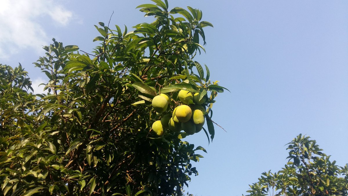 TuyenKing's tweet photo. Mùa quả xoài https://t.co/MncAof7CJd