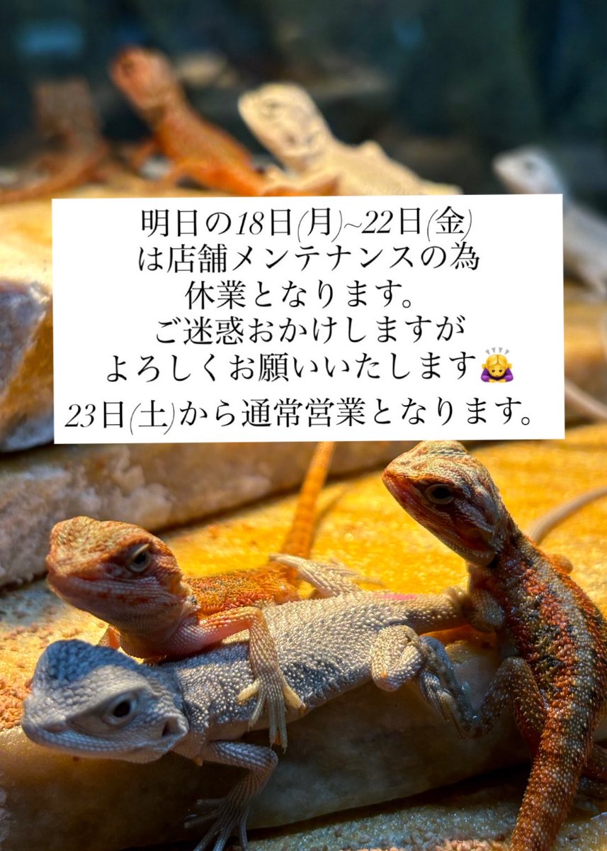 らぼ・桃白白🦎 (@LABOtao8181) / Posts / X