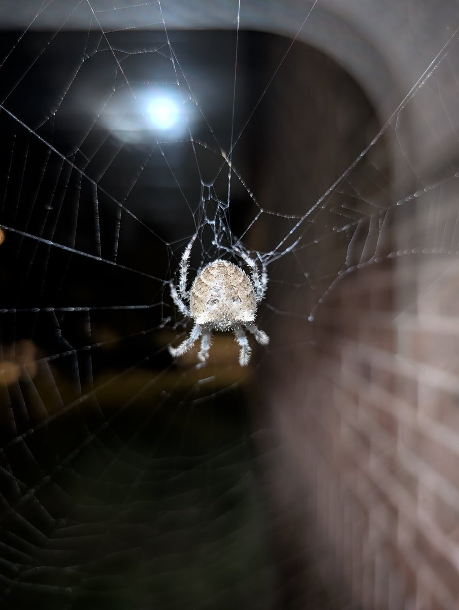 SeanZdrill's tweet photo. @wonderofscience I love these little guys! Here's one that lived on my apartment building last summer! https://t.co/QXR1zZeNyx