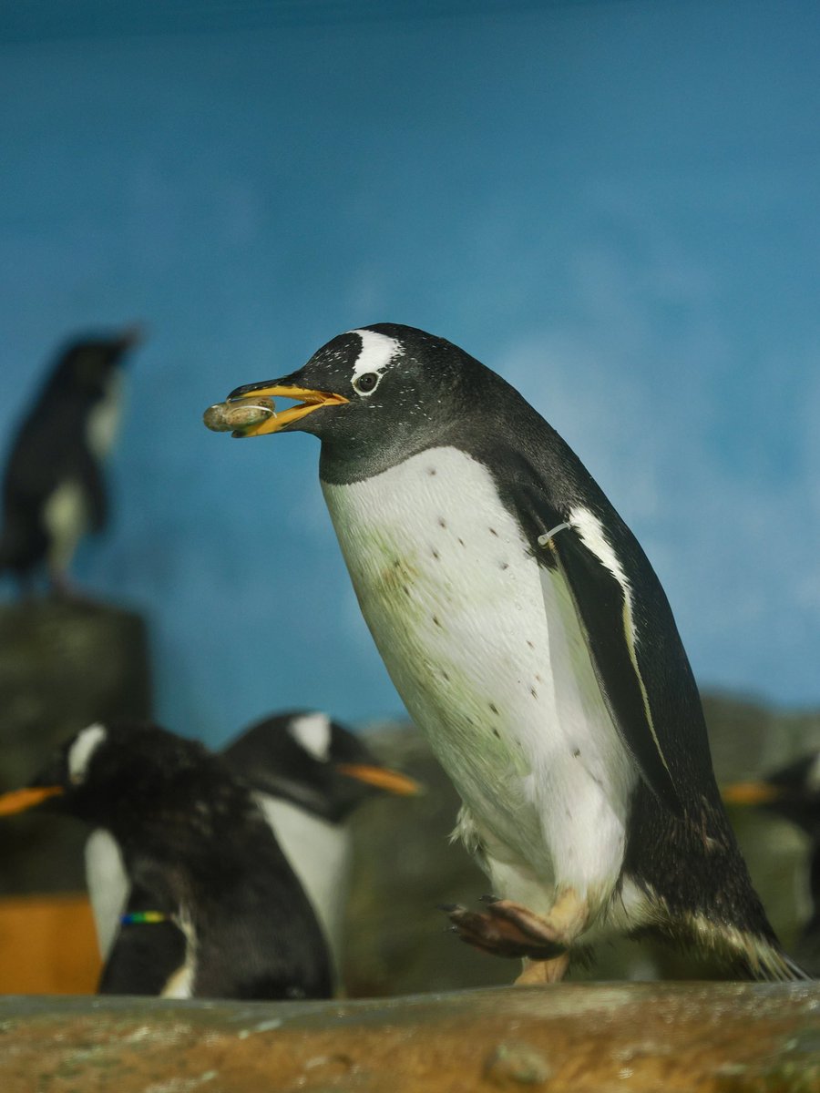 巣材集めを頑張るぽんず #男鹿水族館 #ジェンツーペンギン