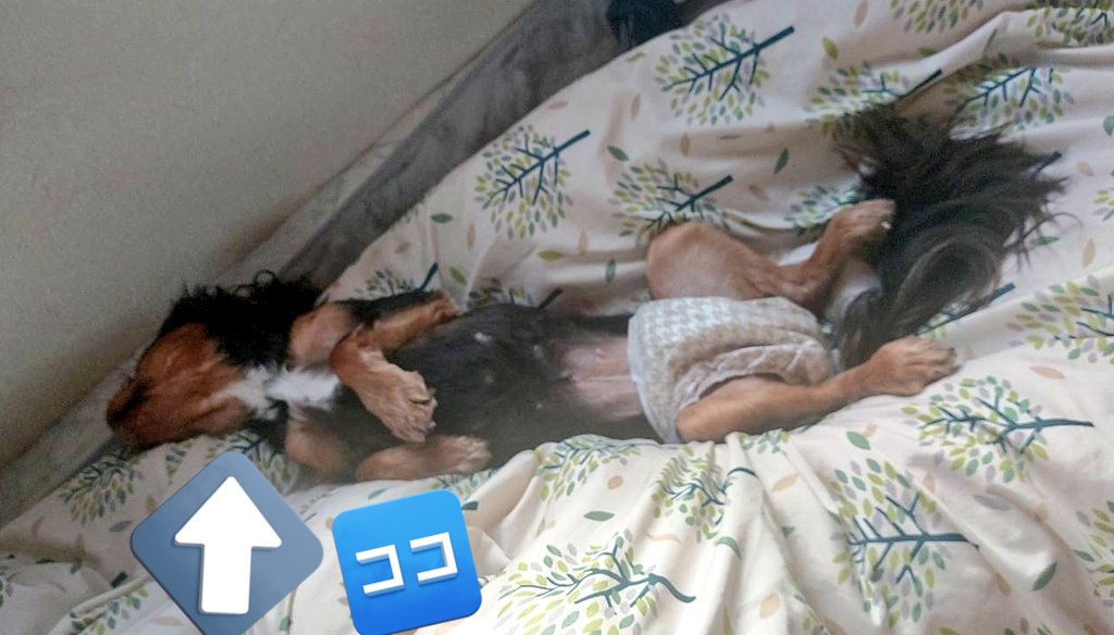 呑気なコナ🐶🌺モアナ🐶🌺🌴 tweet media