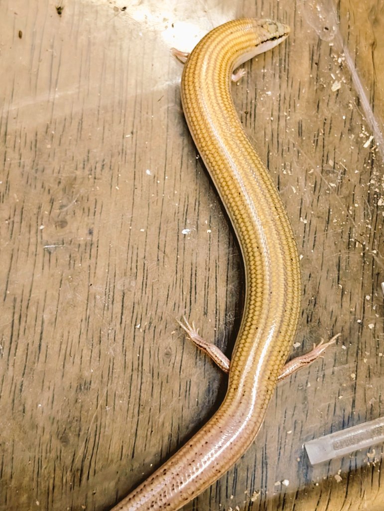 とかげ ナミクサビトカゲ（Chalcides sepsoides）エジプトWC/XLサイズ/良い