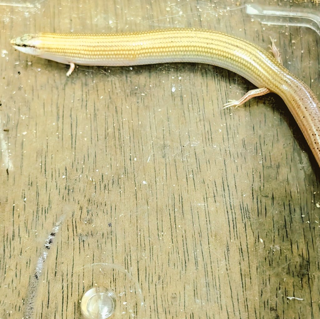 ナミクサビトカゲ（Chalcides sepsoides）エジプトWC/XLサイズ/良い