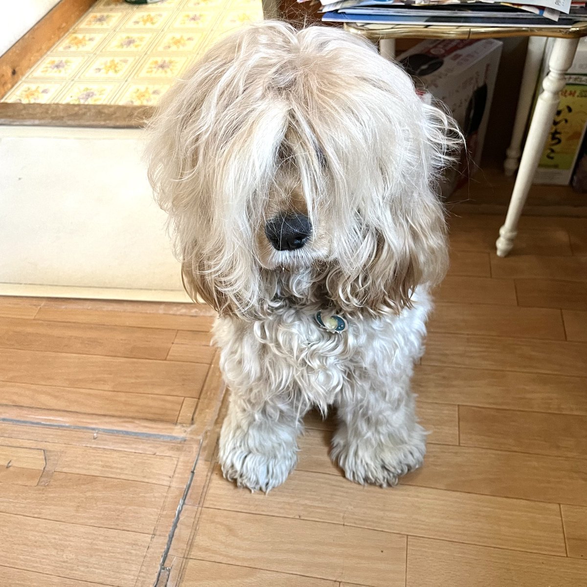 DG_naz26's tweet photo. 似てる？🐶 https://t.co/GVCdEftm4K