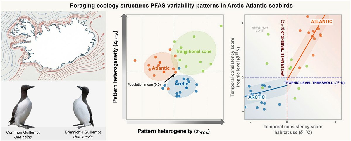 ESEjournal's tweet photo. #PFAS variability in #Arctic-Atlantic guillemots constitutes a structured ecological signal of #oceanographic regime and foraging behaviour. Water masses (δ¹³C) primarily structure #PFOS variability, while trophic position (δ¹⁵N) modulates #PFCA variability. Read the full #OpenAccess article here:
https://t.co/gELuFiTf22

@REbinghaus, @MPI_GEA, @HereonHelmholtz, @BAS_News, @maxplanckpress, @DrLizCCraig, @AustadHakon, @wild_smanne, @imogenrbailes, @AliceCarravieri, @TartuSabrina