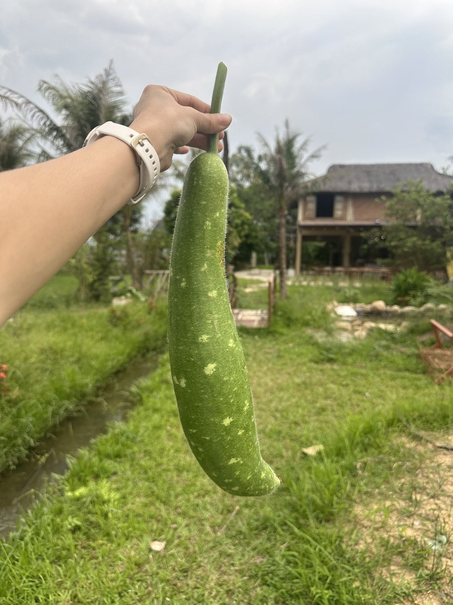 Như Ý | Amy tweet media
