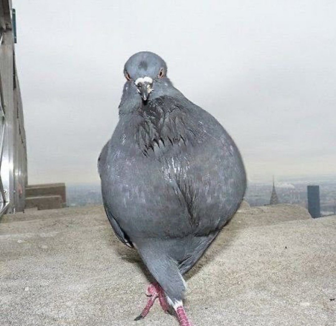 Hato@4077 tweet media