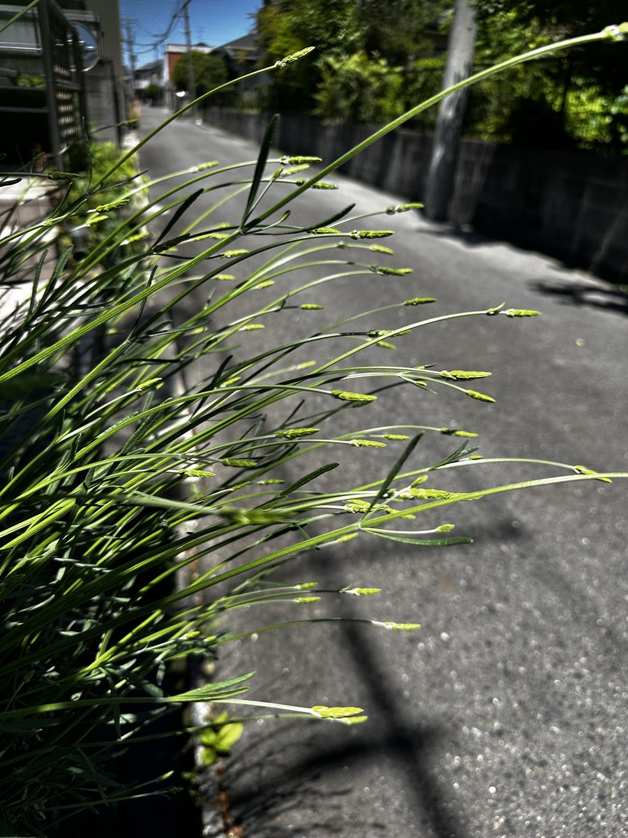 yukabaz's tweet photo. 我が家のラベンダーがもうすぐ咲きます😊 https://t.co/wOGln0XCqc
