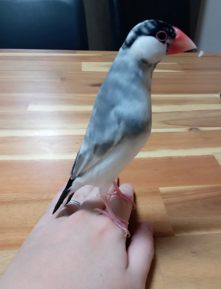 ja_FinchWorks's tweet photo. 文鳥クソコラのもとの写真はこちらです。
鶴様が、初見の人の手にのって＆遠くで物が落ちる音がして、細くなられていました（たぶん若干びびっている…）
おまえ…文鳥ではなくペンギンだったのか？というフォルムがかわいいですね https://t.co/aWP6K4w9K3