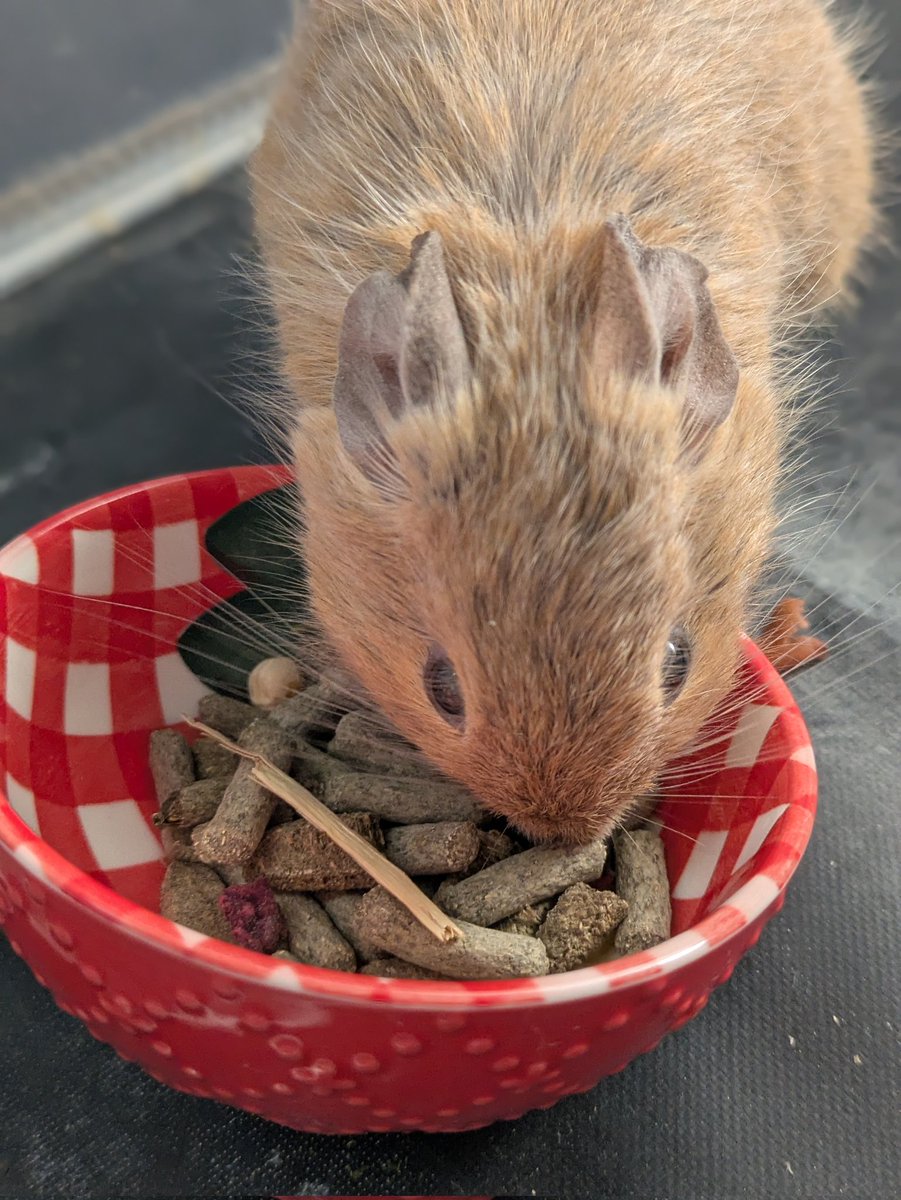 onigishidegu's tweet photo. 投稿減ってますが相変わらず元気なすなちゃんです。
エサ皿はひっくり返したい派です。 https://t.co/WIm0VC4jcy