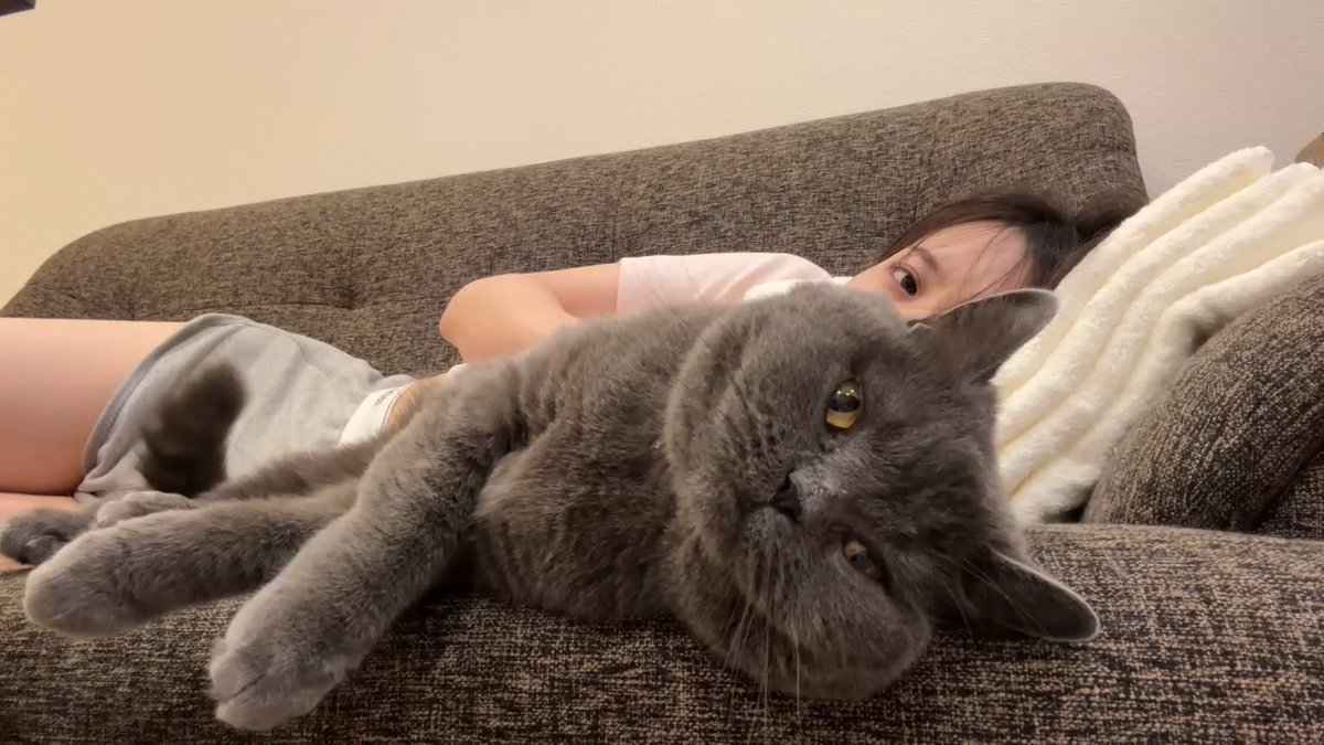 clipper_binbin's tweet photo. 添い寝慣れしている雅春

#ニコ生 #britishshorthair #宮川みやび https://t.co/8c5Rzqmjh4