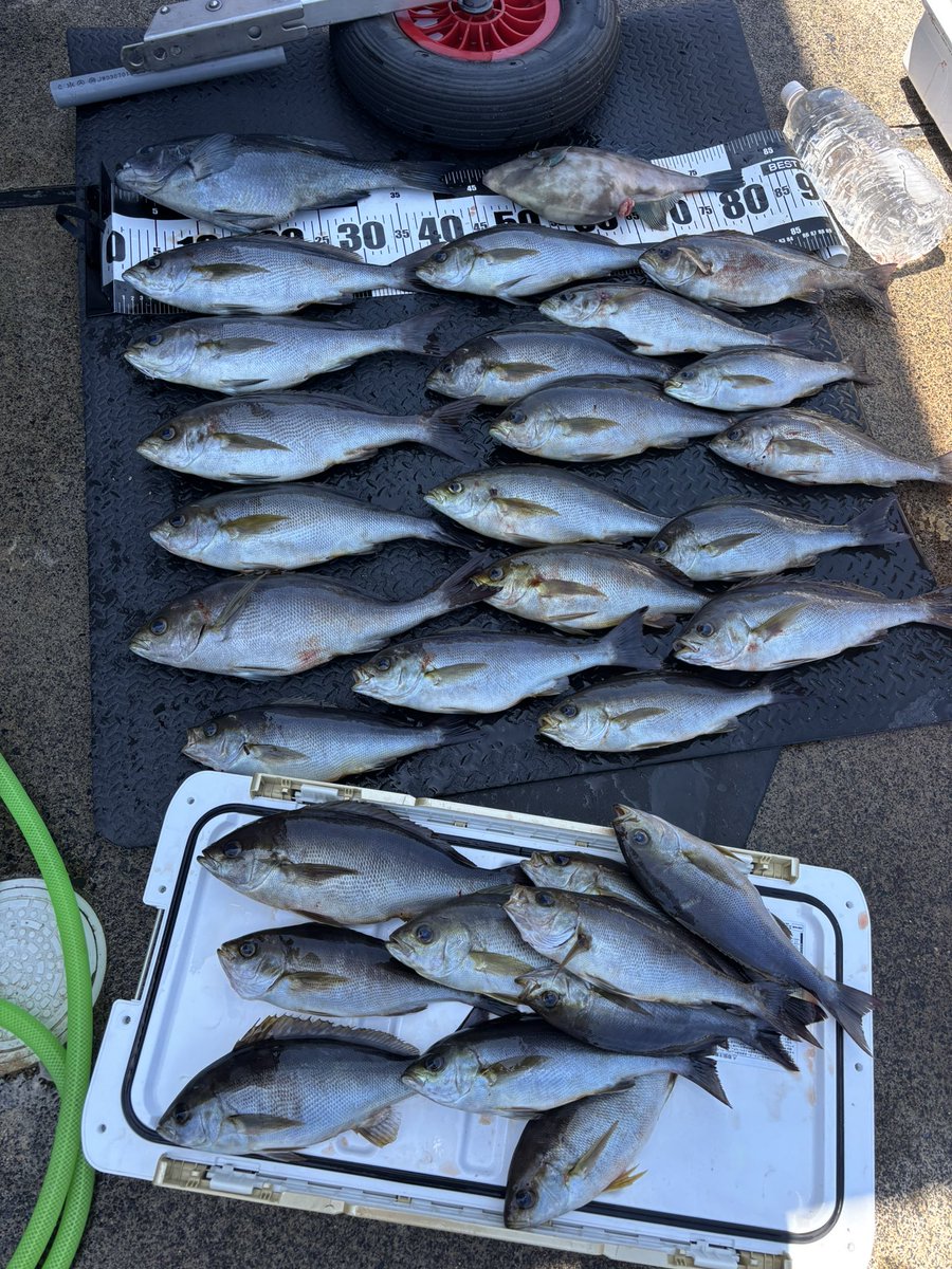 シンの趣味日記 tweet media