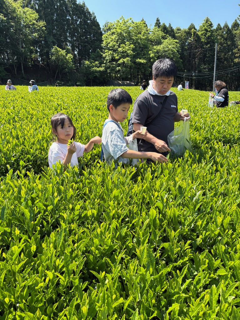 ashigaracya's tweet photo. 本日晴天の中、毎年恒例の茶摘み体験を行いたくさんの方に参加いただきました。
気温が上昇する中、一心にお茶を摘みその合間で、新茶や天ぷらを楽しみました。
またお子様の茶娘姿もとても可愛いですね。
#足柄茶
#緑茶
#新茶
#かながわブランド
#神奈川名産100選 https://t.co/r9n60RT1ec