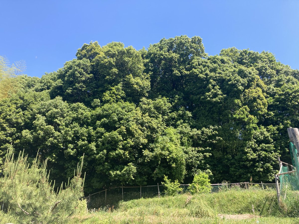 TakeruHK's tweet photo. 赤坂天王山古墳です。崇峻天皇の真陵とされる約45m四方の方墳。南側に石室の入口が見えているけど、這いつくばらないと入れない。残念。奥に石棺があるらしいけど暗くて見えなかった。
地元の皆さんで草刈りをされていました。お邪魔しました。 https://t.co/CHVzMdModJ