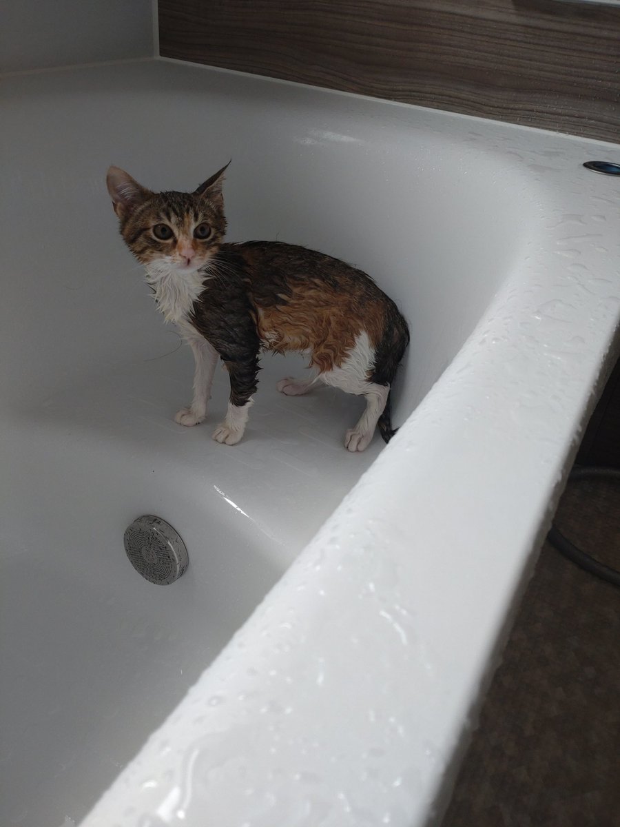 lifiagreen's tweet photo. 生まれて初めてのシャワー https://t.co/6J5M0VPlFF