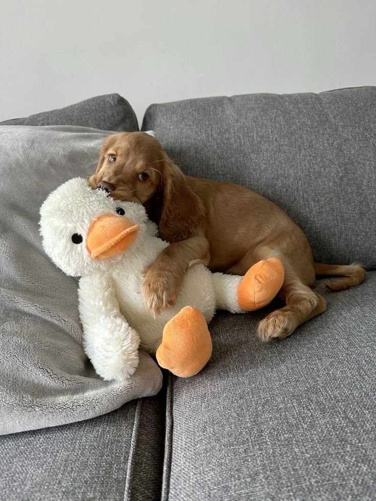 Doglover tweet media