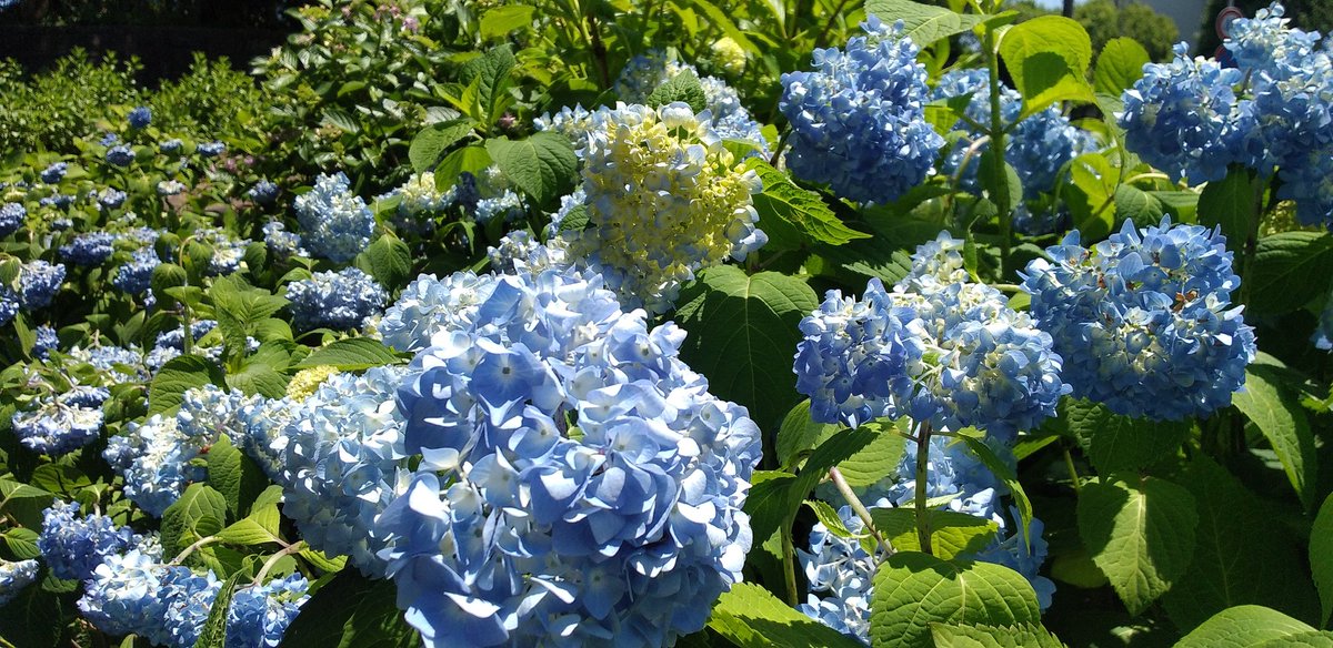 ddon_hawk's tweet photo. 鶴舞公園のバラ園はまだ大丈夫です！菖蒲と紫陽花は少し早いかな😄 https://t.co/baq97qFLvQ