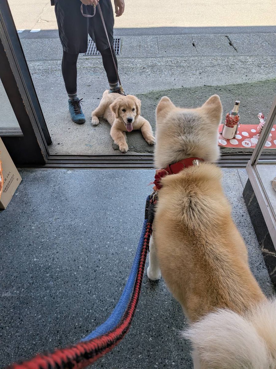 全ての犬にしあわせを🐕 （可愛い！！健やかに育って！！！）