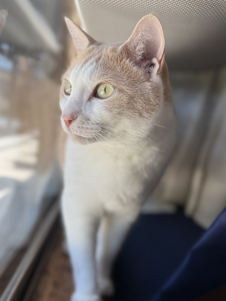 保護猫のソングくん♪ tweet media
