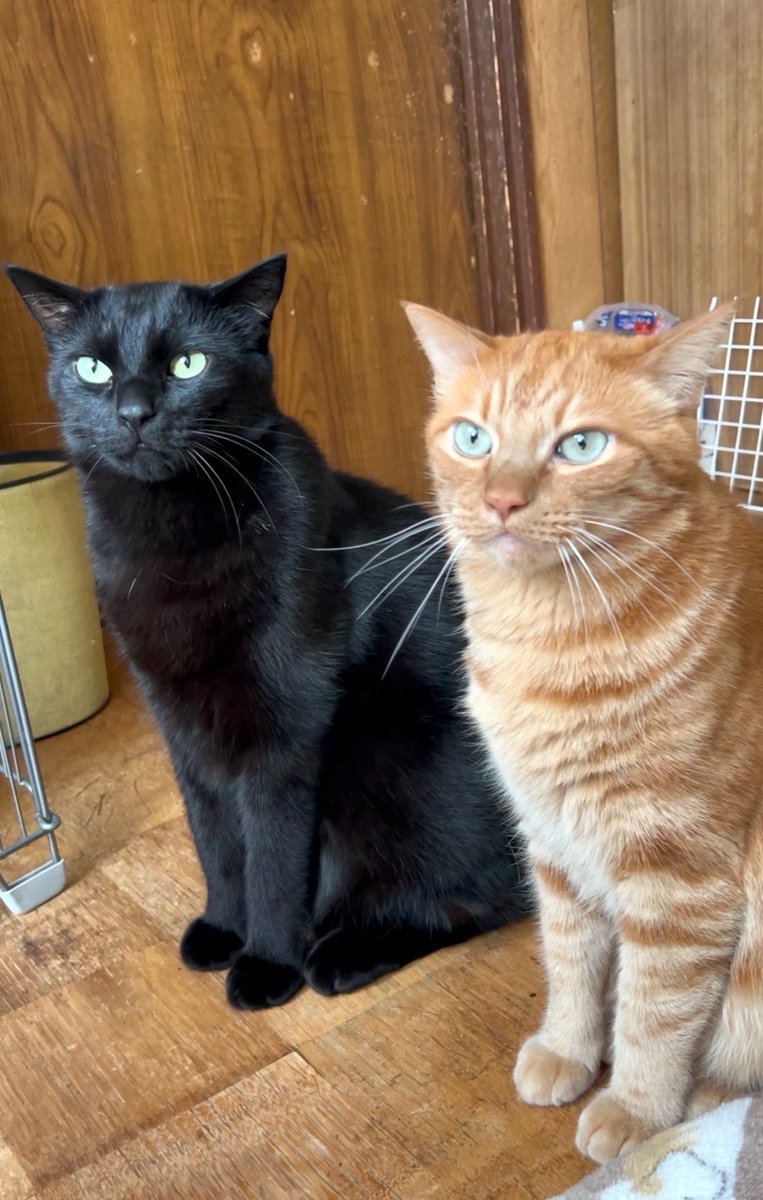 DOSANKO-CATS🐾 tweet media
